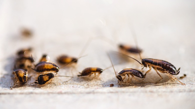 Numerous cockroaches congregating in harborage area