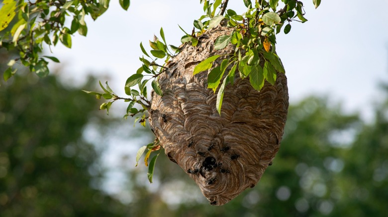 a bald-faced hornet's nest hanging from a tree branch