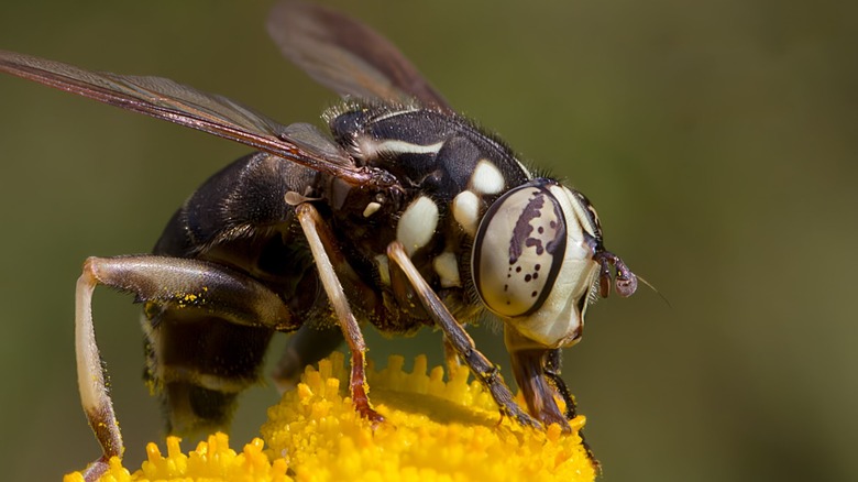 a bald-faced hornet pollinating a yellow wildflower