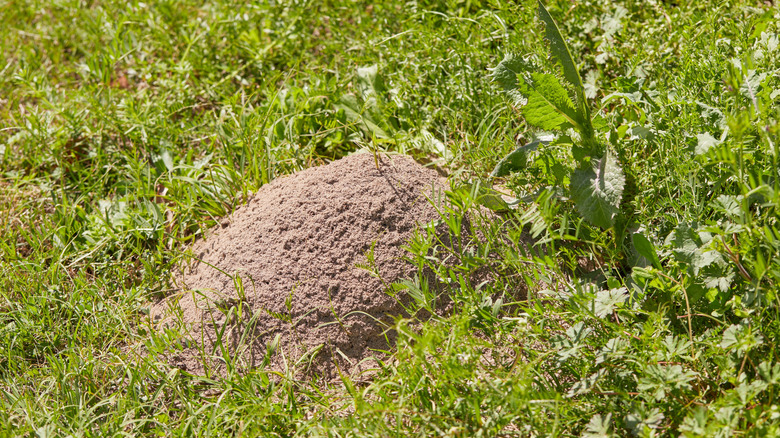 A small mound of raised dirt in a yard