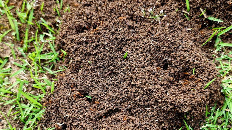 Fire ants moving in and out of their nest