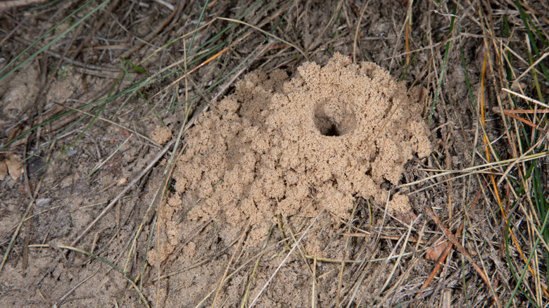 A sand wasp nest in the ground