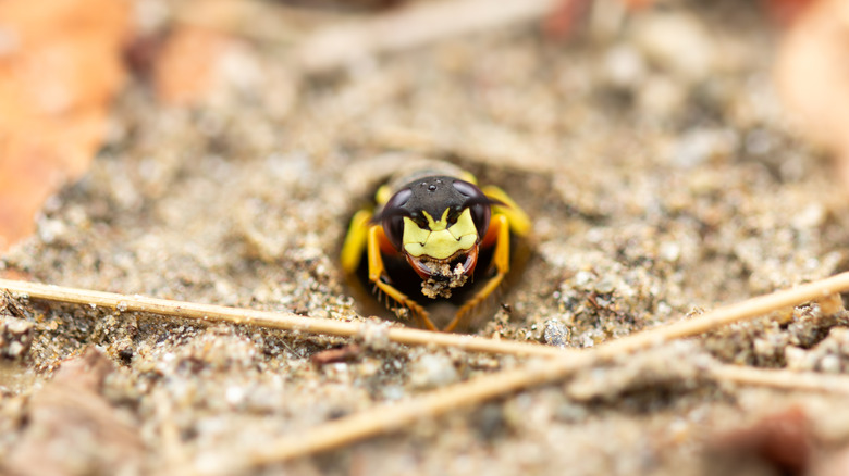 A sand wasp digging in the ground