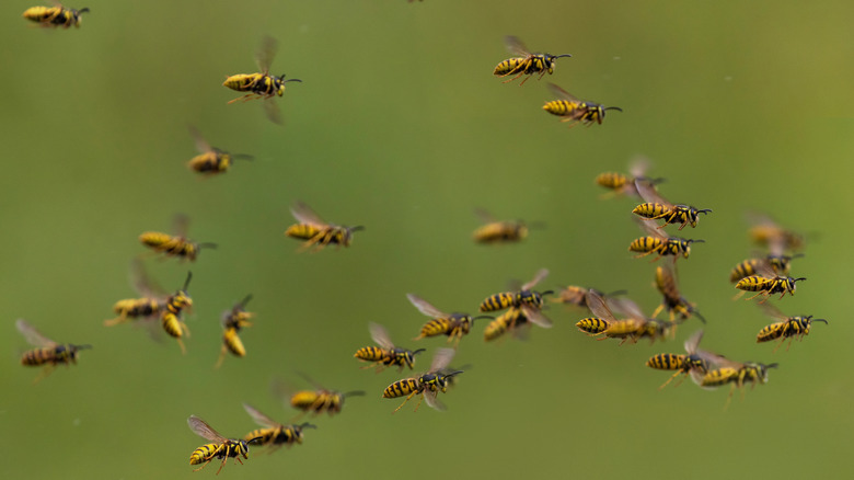 A swarm of yellow jacket ground wasps