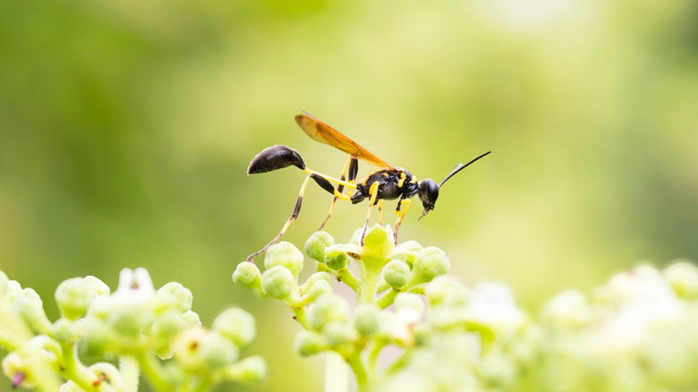 A non-swarming, non-threatening mud dauber