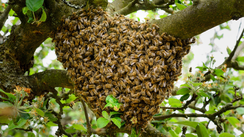 A swarm of honey bees in a tree