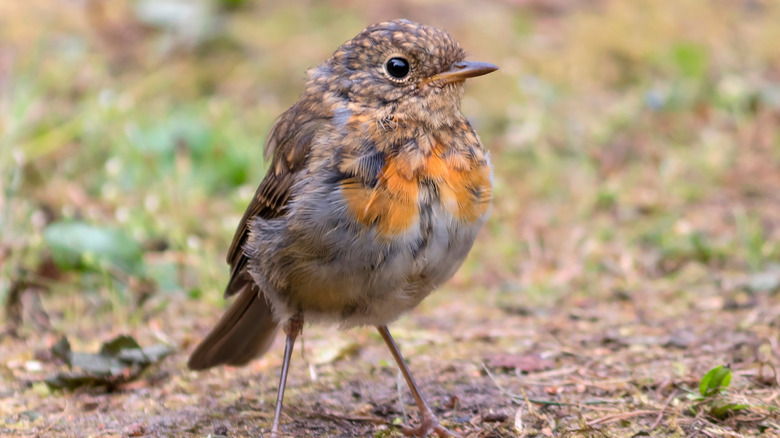 A robin fledgling standing on the ground