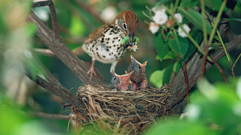 A wood thrush feeding to nestlings inside a nest