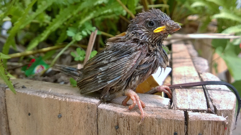 Injured fledgling in garden