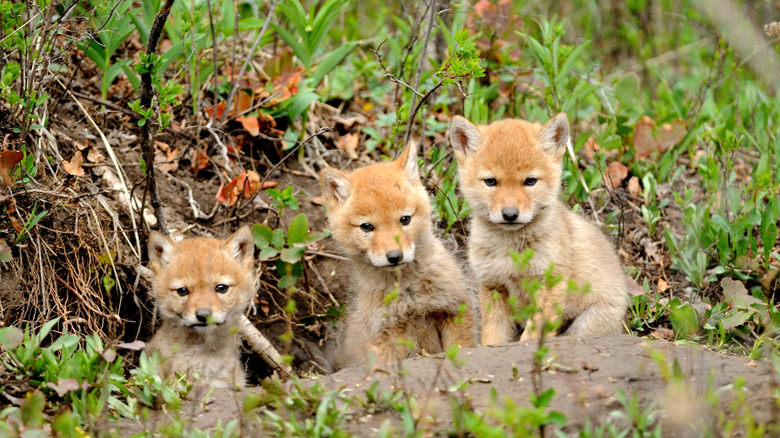 three young coyote pups sitting amongst foliage