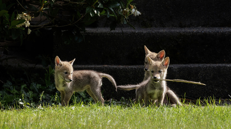 coyote pups playing with a stick on a grass lawn