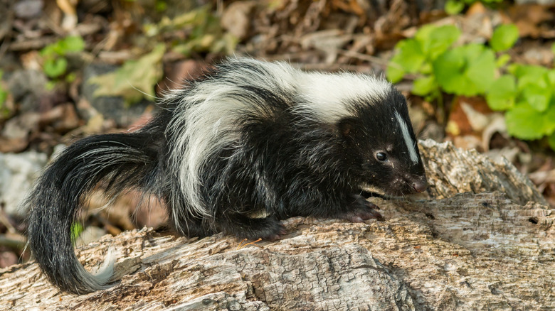 A baby skunk on a piece of wood during the day
