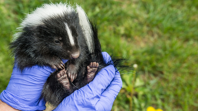 A gloved pair of hands holds a baby skunk, evaluating it for injury