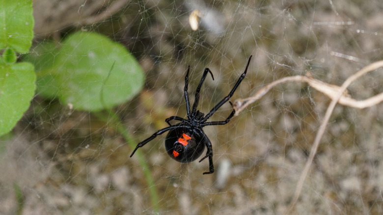 black widow spider outside