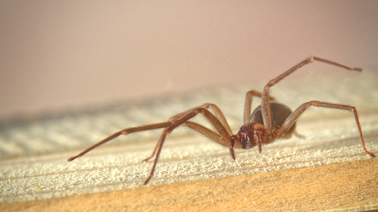 Brown recluse on wooden baseboard
