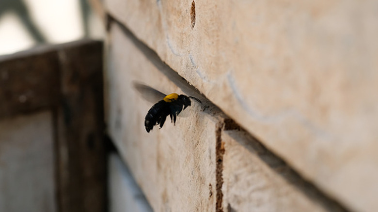 Carpenter bee building a nest in wood