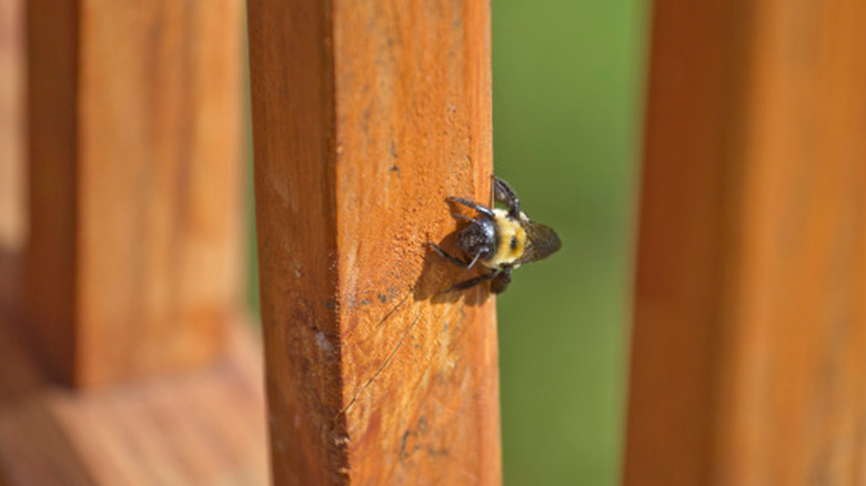A carpenter bee sits on a wood deck
