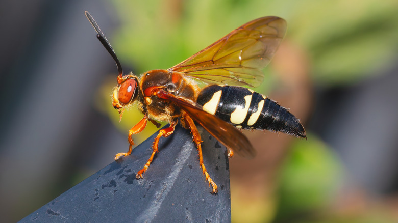 Cicada killer wasp perched on the very tip of a fence post