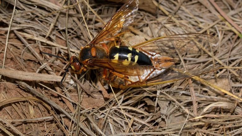 Cicada killer wasp dragging a cicada on bare patch of ground