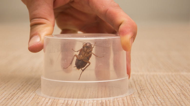 A closeup of a person's hand holding a clear plastic container over a cockroach
