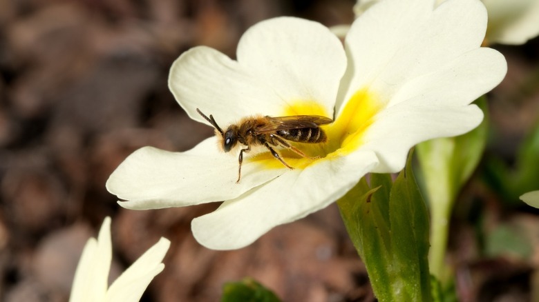 Ground bee collecting nectar from a primrose