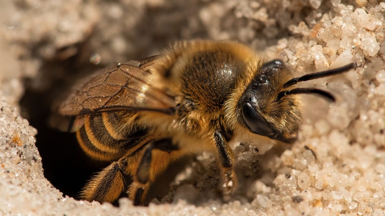 Close-up of a miner bee emerging from its nest in the ground
