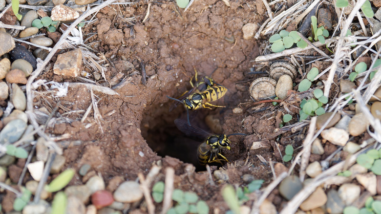 A ground wasp nest with wasps outside entrance