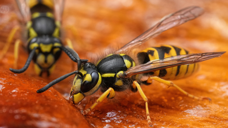 A close up of two yellowjacket wasps