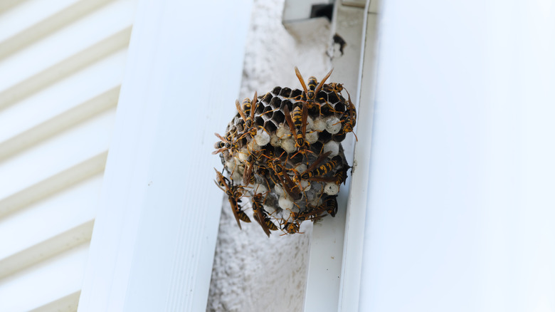 Paper wasp nest on the side of a building