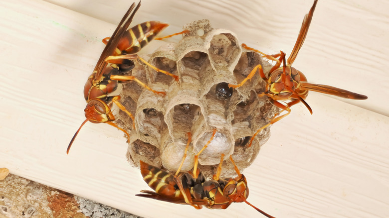 Paper wasps building a nest