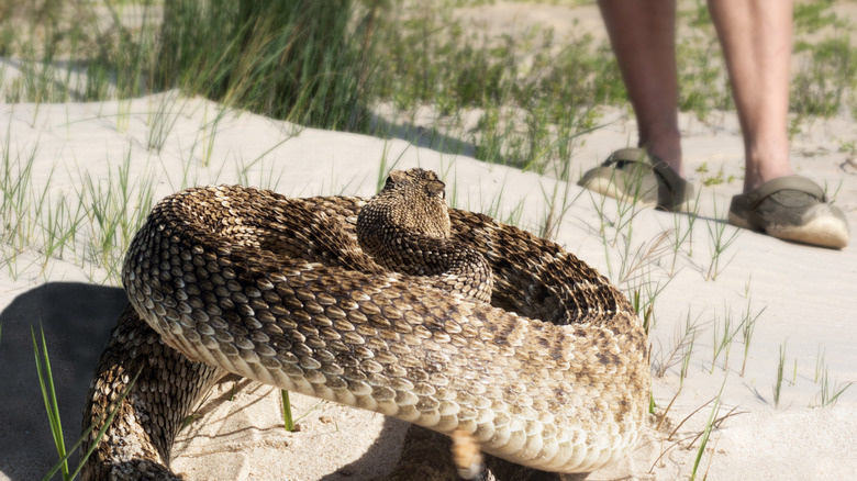 A timber rattlesnake sits in front of a person's legs