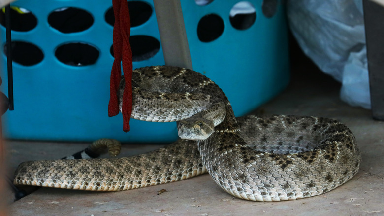 A rattlesnake rises up in front of a blue laundry basket