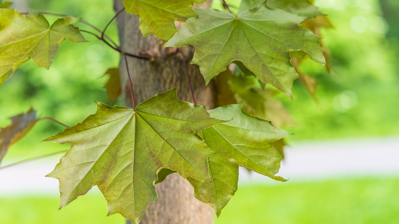 Silver maple tree
