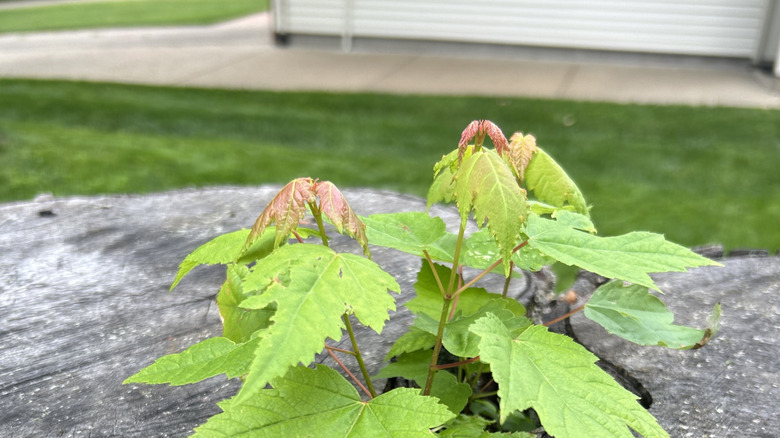 Silver maple sapling beside a house