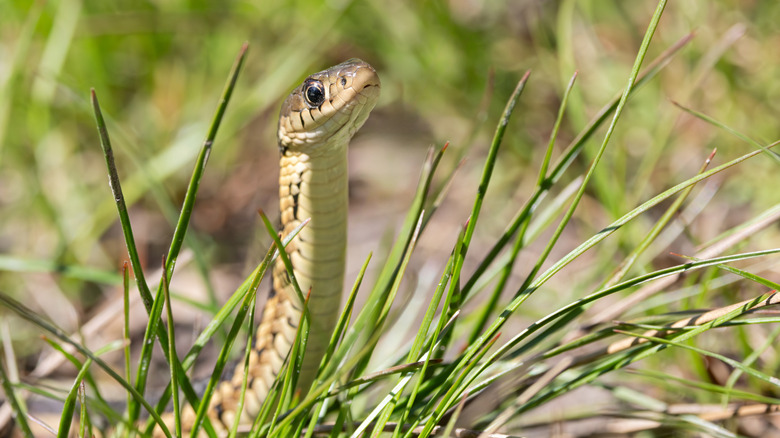 Snake with their head raised up in tall grass