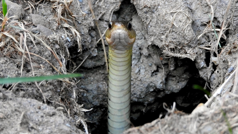 Garter snake peeking out of a hole in the ground