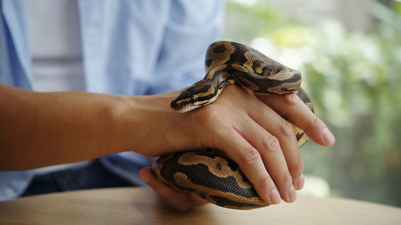 Person holding a boa contrictor with both hands