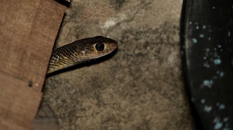 A small rat snake hides behind a wood pile