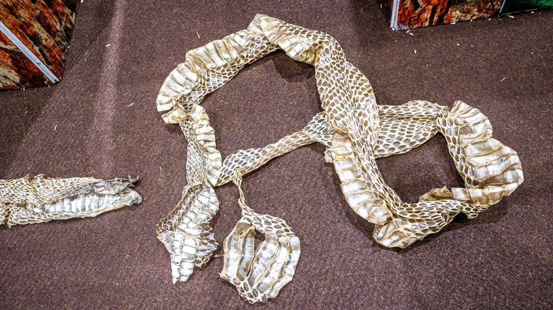 Shed snake skin on carpeted background