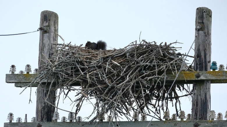 Large squirrel nest with one squirrel at the top of an electrical pole