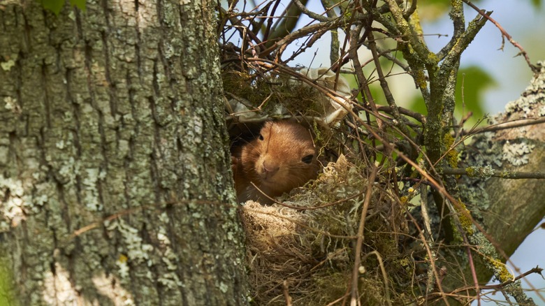 Brown squirrel peering out from its nest situated in a tree