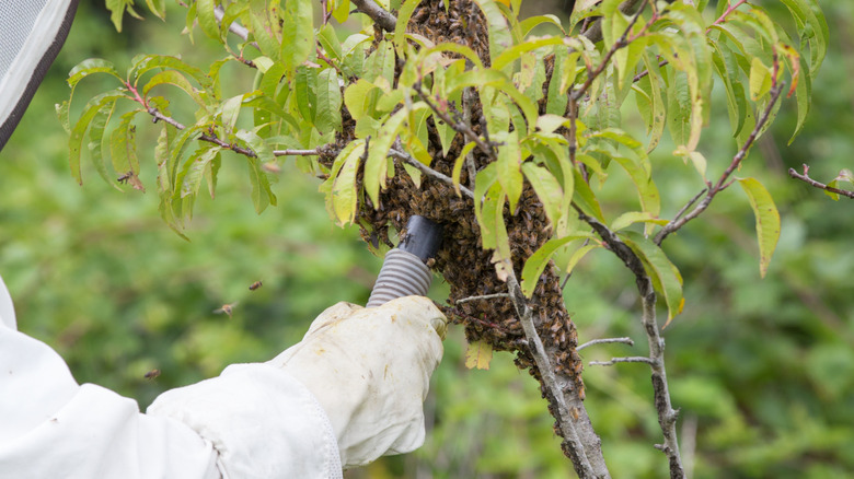 A bee removal service professional removing a swarm of bees with a bee vacuum