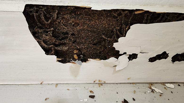 A swarm of termites living inside the wall of a house and causing damage