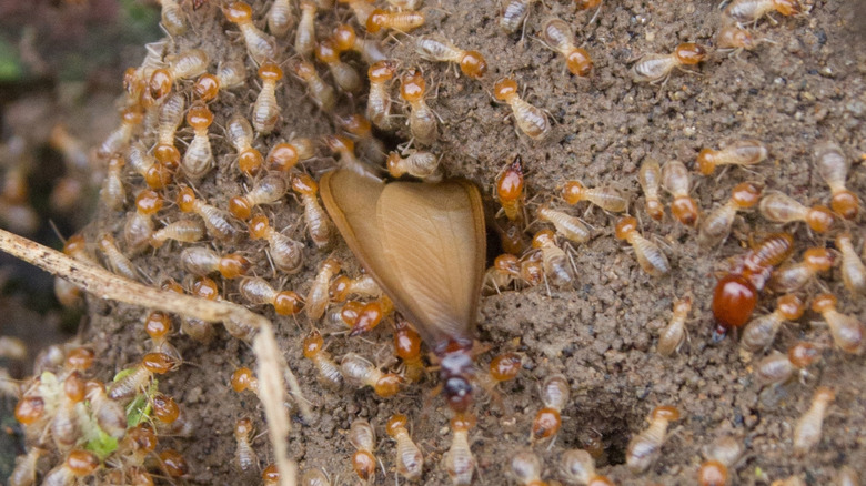 A swarm of termites on the trunk of a tree