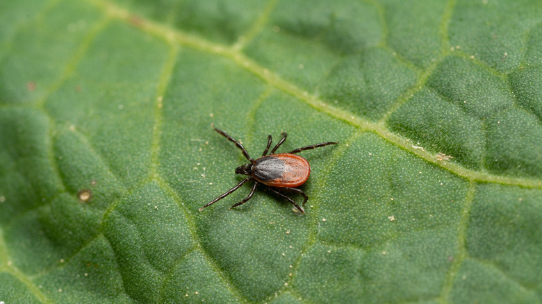 A black-legged tick resting on a leaf