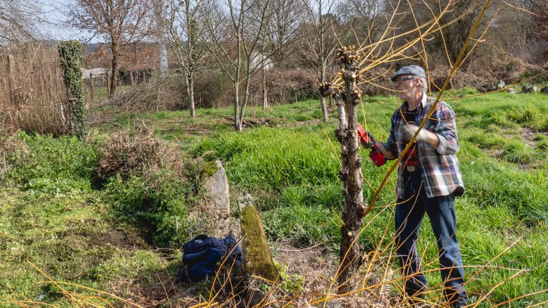 Gardener pruning a young willow tree