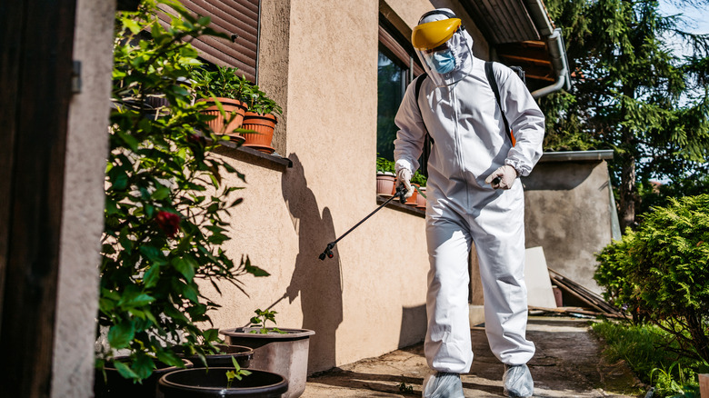 Man wearing a white bee suit spraying insecticide in a yard