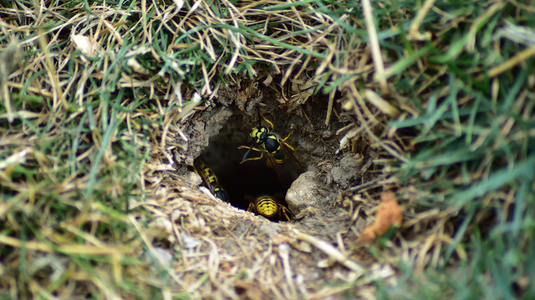 Yellowjackets milling about a nest in the ground