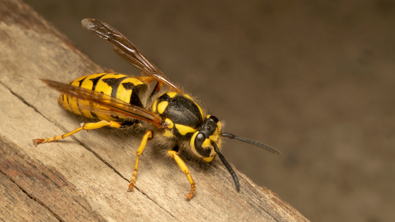 A lone yellowjacket on a piece of wood