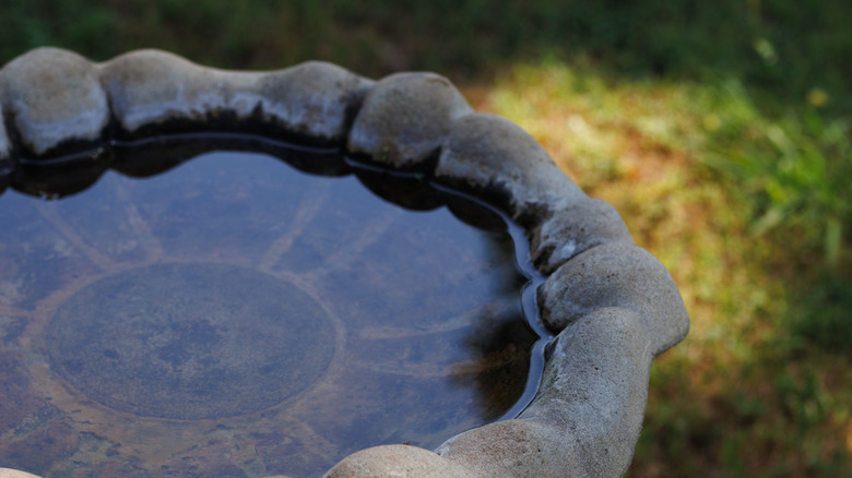 Stone birdbath with algae growing in basin